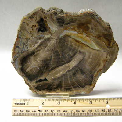 Bay Laurel