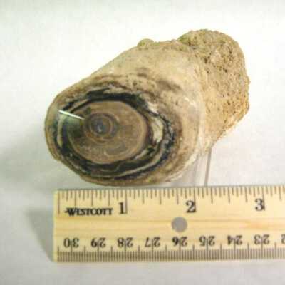 Petrified Wood
