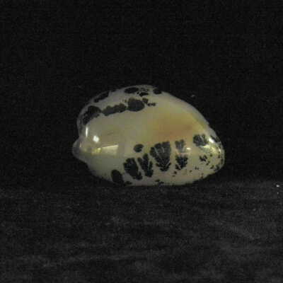 Quartz var. Agate