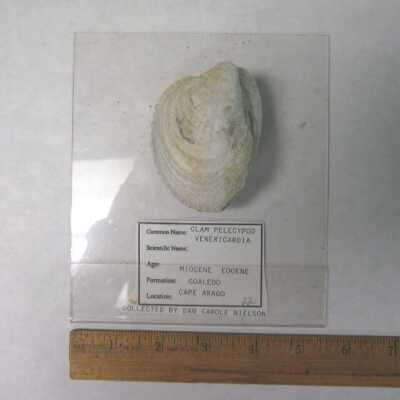 Venericardia (Bivalve)