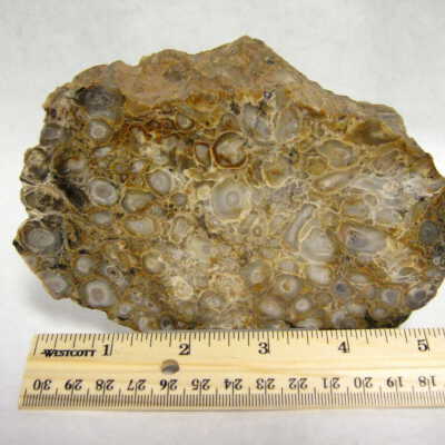 Petrified Wood