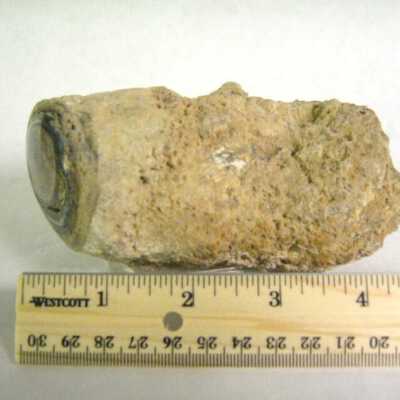 Petrified Wood