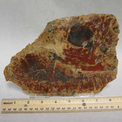Fossil Cycad
