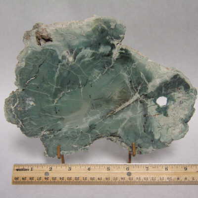 Petrified Wood