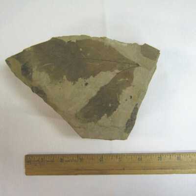 Platanus Leaf
