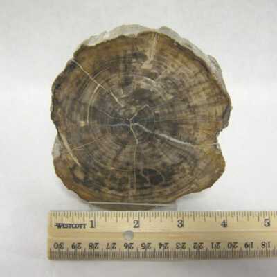Limb Cast