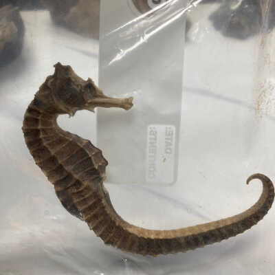 Seahorse
