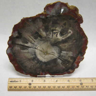 Araucaria