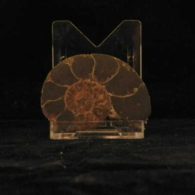 Rhaeboceras halli (Ammonite)