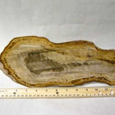Petrified Wood