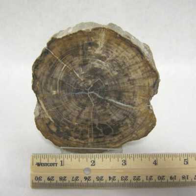 Limb Cast