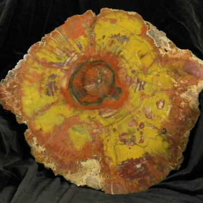 Petrifed Wood Araucaria
