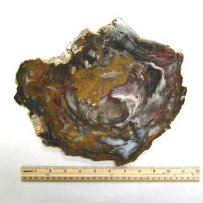 Petrified Wood