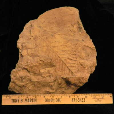 Betulaceae (birch fossil)