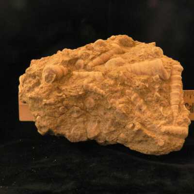 Turritella