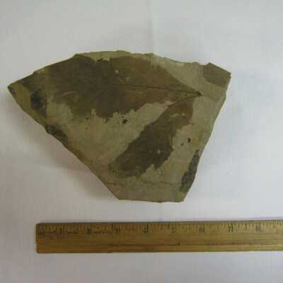 Plantanus Fossil