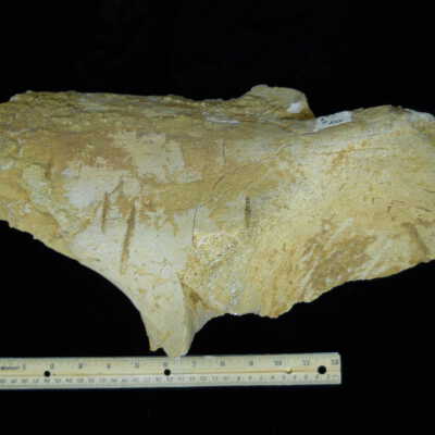 Spinosaurus (Ishium)