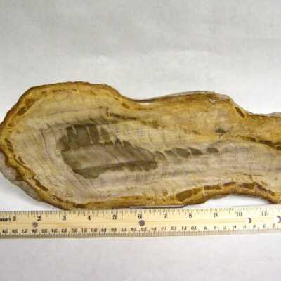 Petrified Wood