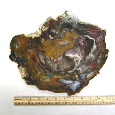 Petrified Wood