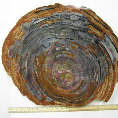 Araucaria