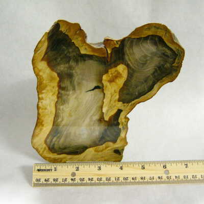 Sequoia
