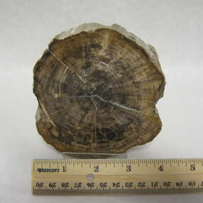 Bay Laurel