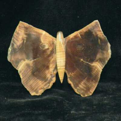 Petrified Wood Butterfly