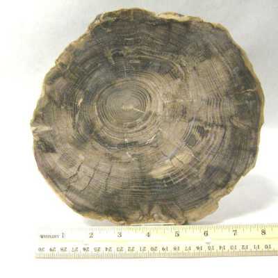 Petrified Wood