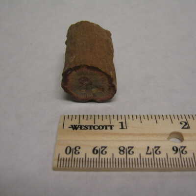 Petrified Wood