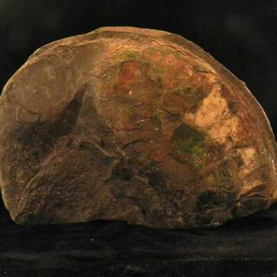 Ammonite
