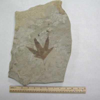 Leaf Fossil