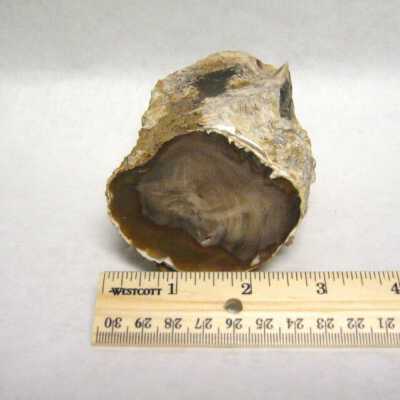 Limb Cast