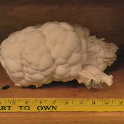 Scolecite