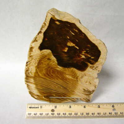 Sequoia