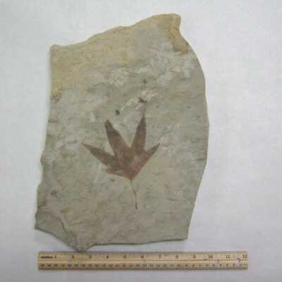 Leaf Fossil