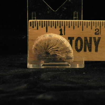 Ammonite