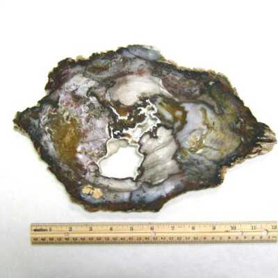 Petrified Wood