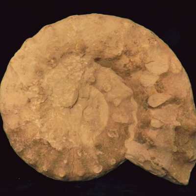 Ammonite