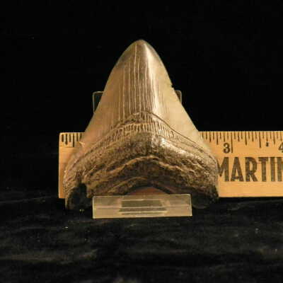 Megalodon (tooth)