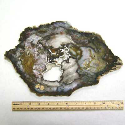Petrified Wood