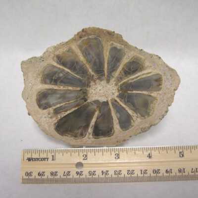 Limb Cast