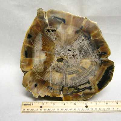 Petrified Wood