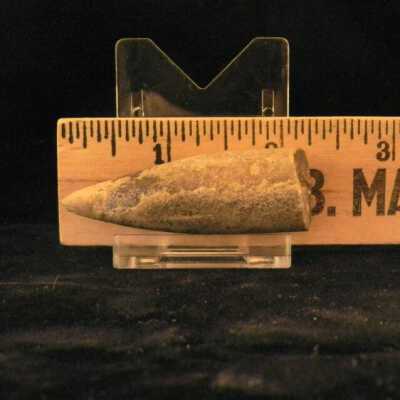 Belemnite