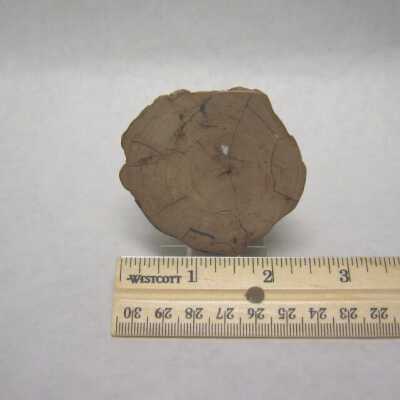 Limb Cast