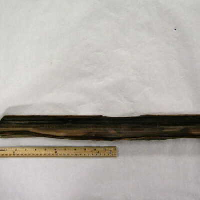 Petrified Wood