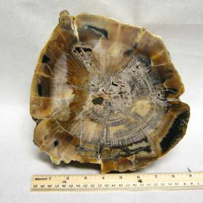 Petrified Wood