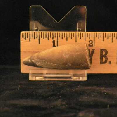 Belemnite