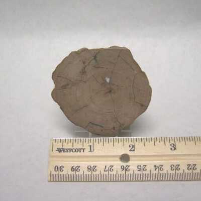Limb Cast