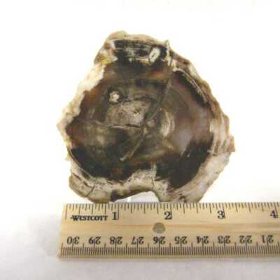 Petrified Wood