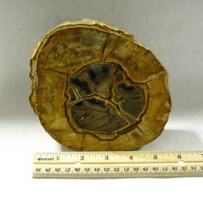 Petrified Wood